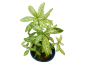 Preview: Indischer Sonnen-Wasserfreund - Hygrophila polysperma 'Sunset'